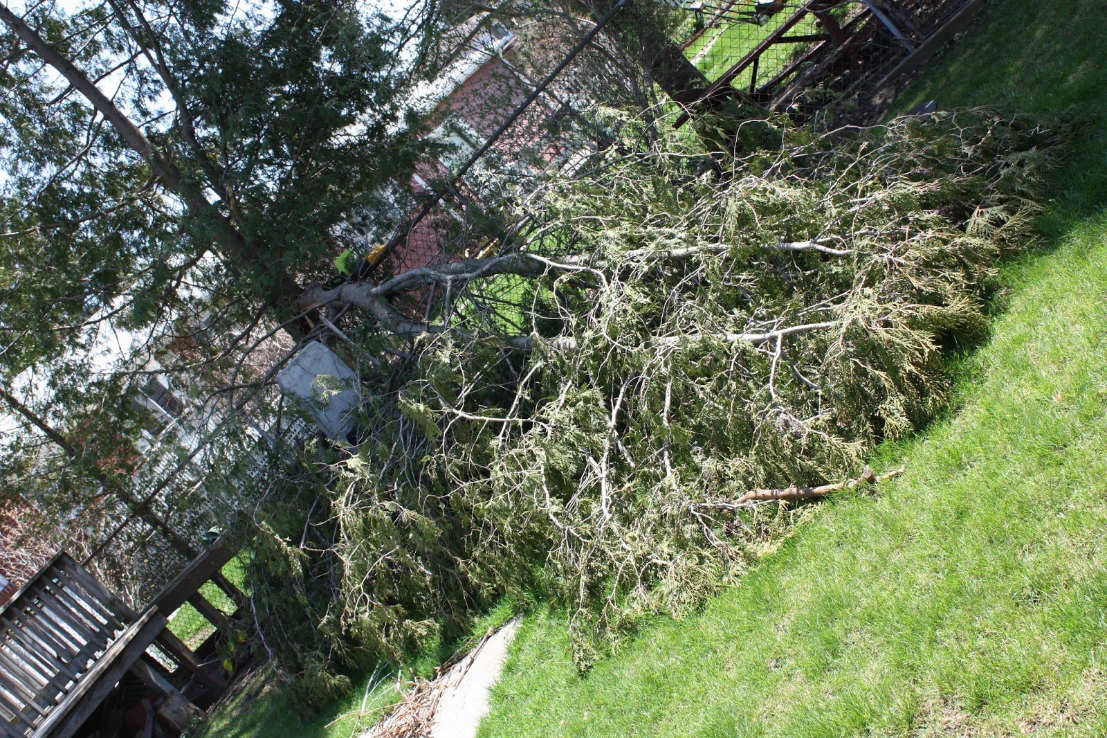 Trees and neighbours Arborlogix