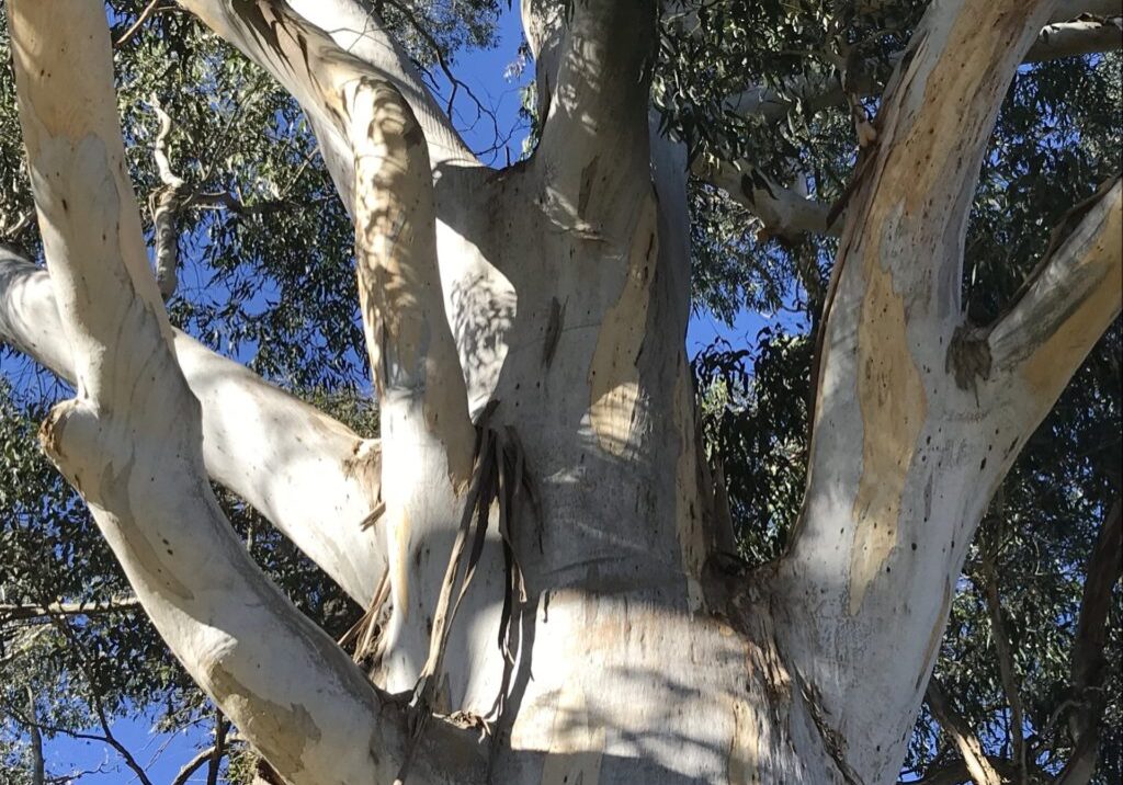 Full size gum tree